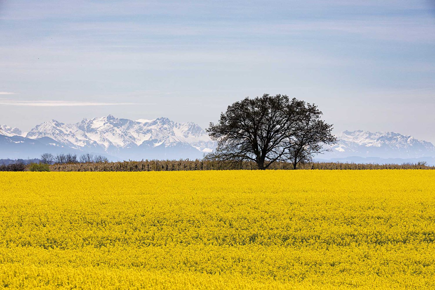 natur_rapsfeld