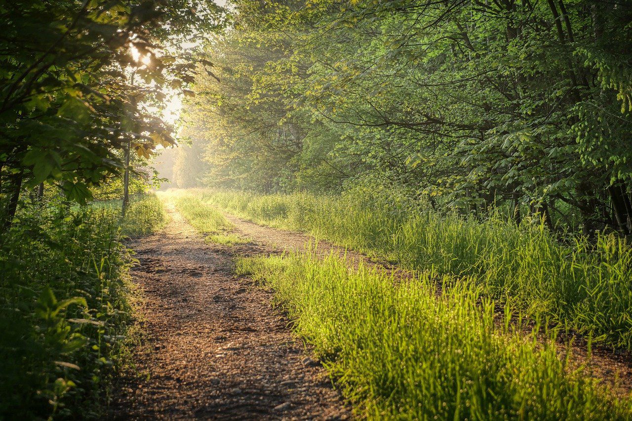 Wald_Frühling2