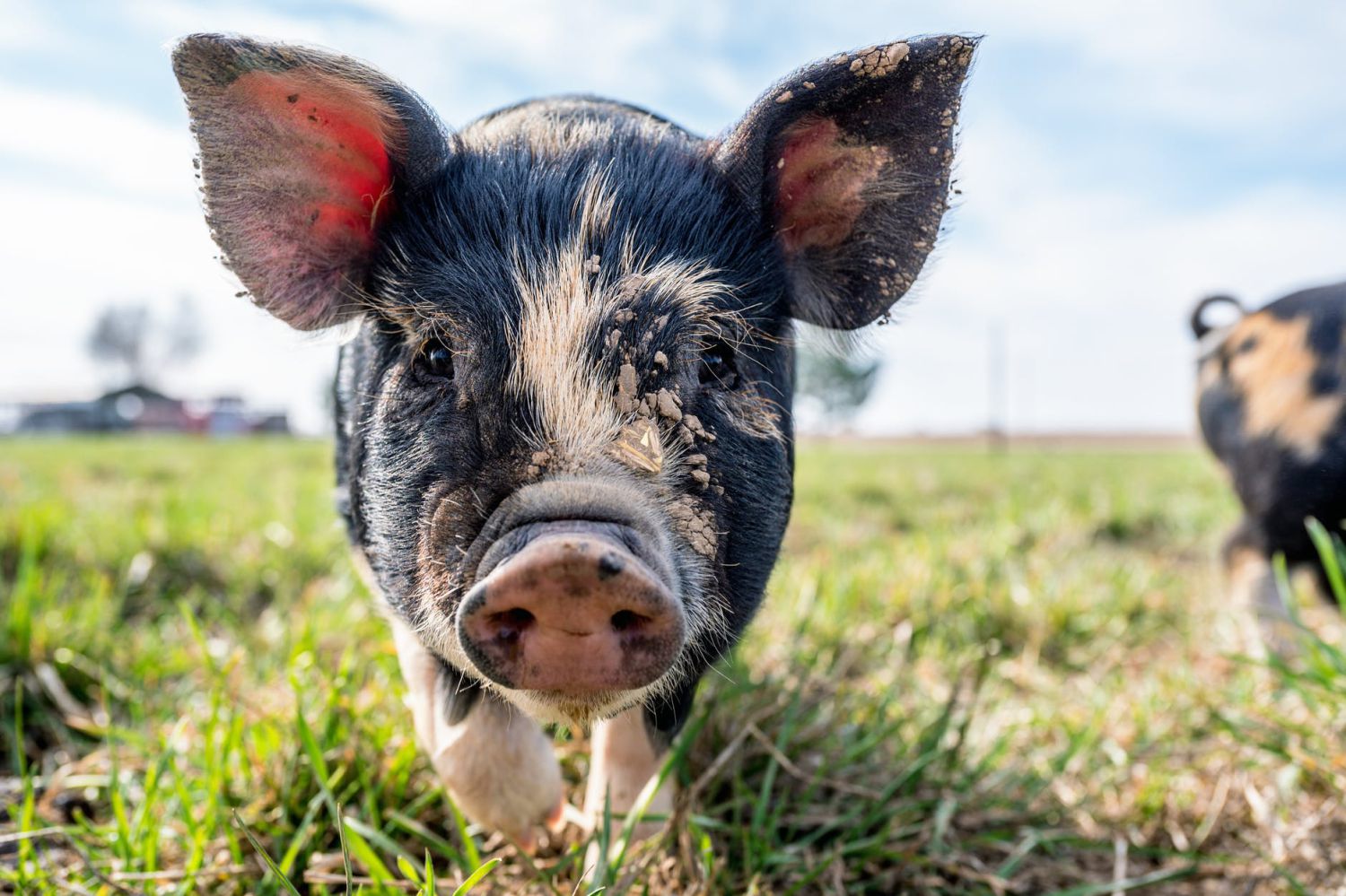 schwein_2_klein