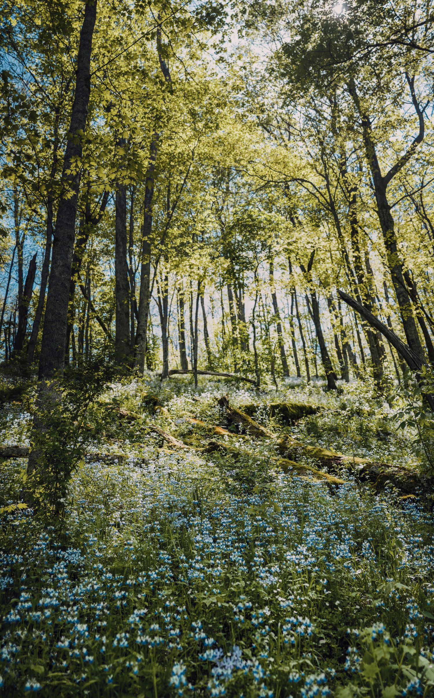 Der Waldboden ist flächendeckend mit kleinen blauen Wildblumen bewachsen, die im Kontrast zu den grünen Blättern der hohen, schlanken Laubbäume stehen